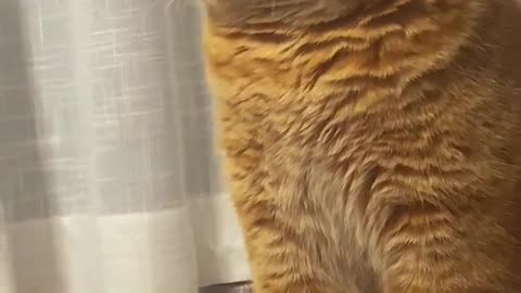 Fluffy garfield got confused lol