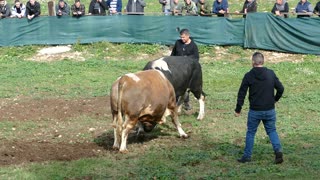 Kobra od Kokana i Frizera vs BlackJack od Šakića Šestanovac 2025