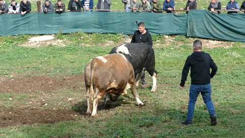 Kobra od Kokana i Frizera vs BlackJack od Šakića Šestanovac 2025