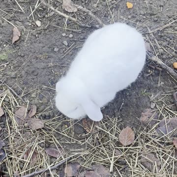 Bunny Solo Time in Nature 🌱 (Pure Calm)