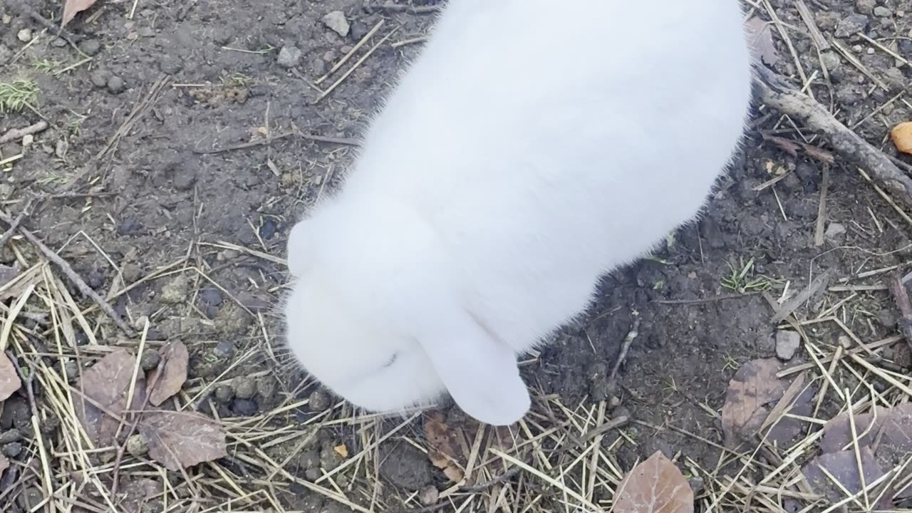 Bunny Solo Time in Nature 🌱 (Pure Calm)