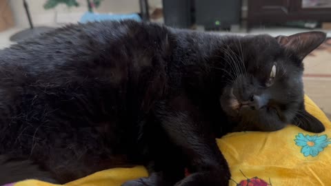 Cute Precious Piper Relaxes on My Lap - My Adopted Shelter Cat Vlog