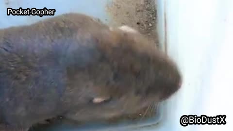 Captured Pocket Gopher released to the wild in Okmulgee Oklahoma - Muscogee -