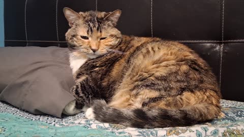 Cozy Cat On Her Favorite Pillow — Too Cute to Handle