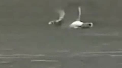 seagull