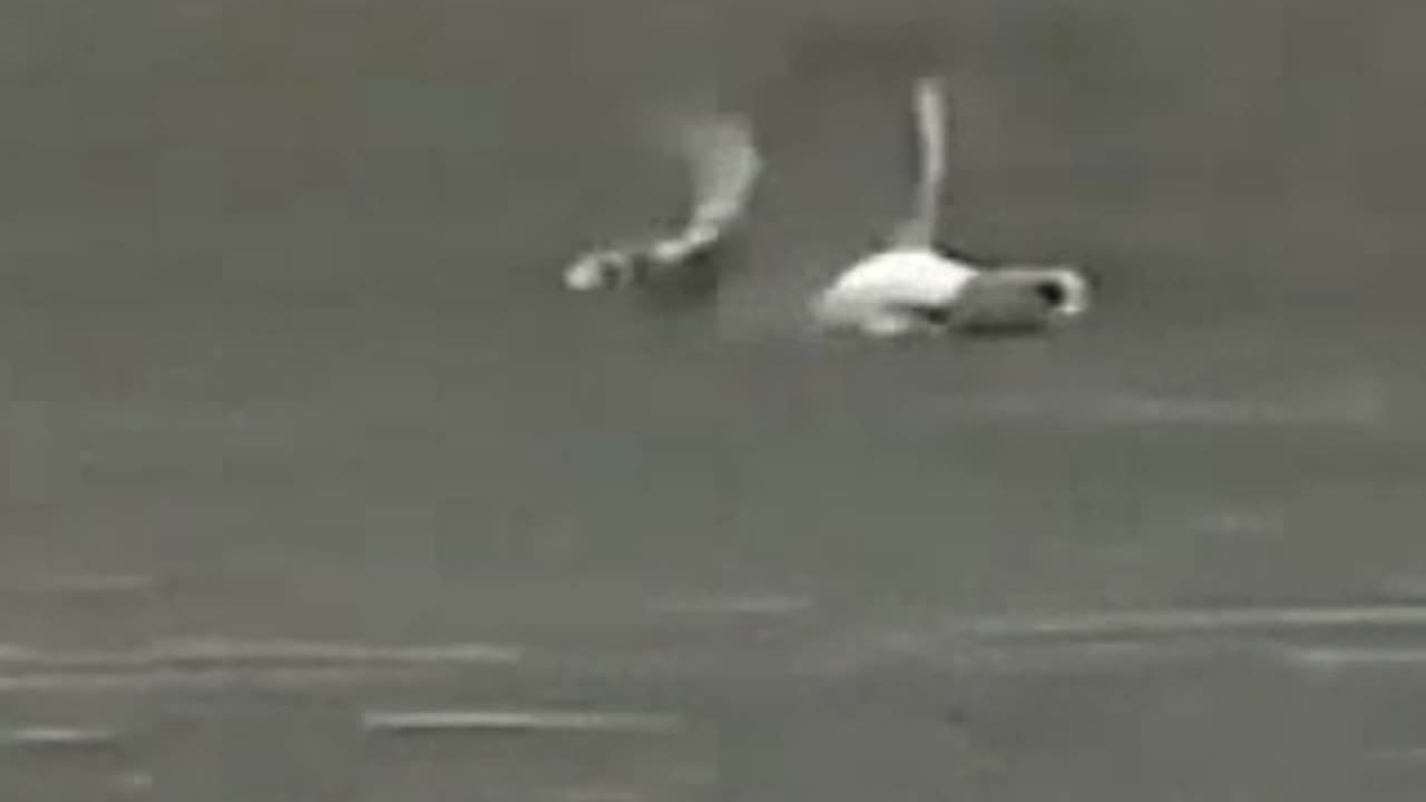 seagull