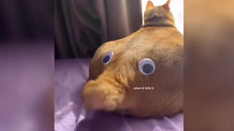 FUNNY ANIMALS VIDEO