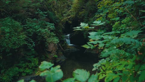 Tranquil Lakeside Sounds Gentle Waterfall and Birdsong for Stress Relief