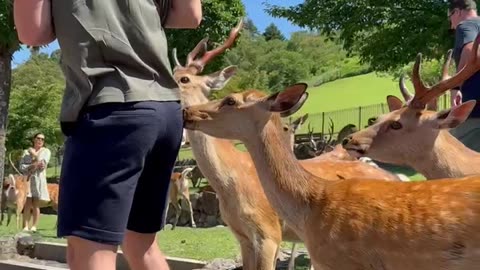 Nara Deer Nibbles At Man's Back Pocket