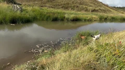 08/09/25 Trail run 13mile with molly & willow