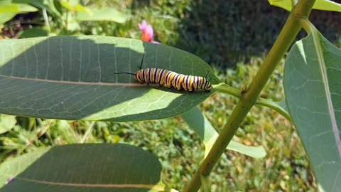 Monarch Butterfly Caterpillar