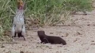 😂🏆 This Little Guy’s Acting Deserves an Oscar! | FunFM