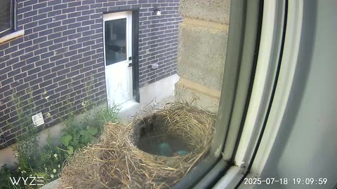 Robin hatching