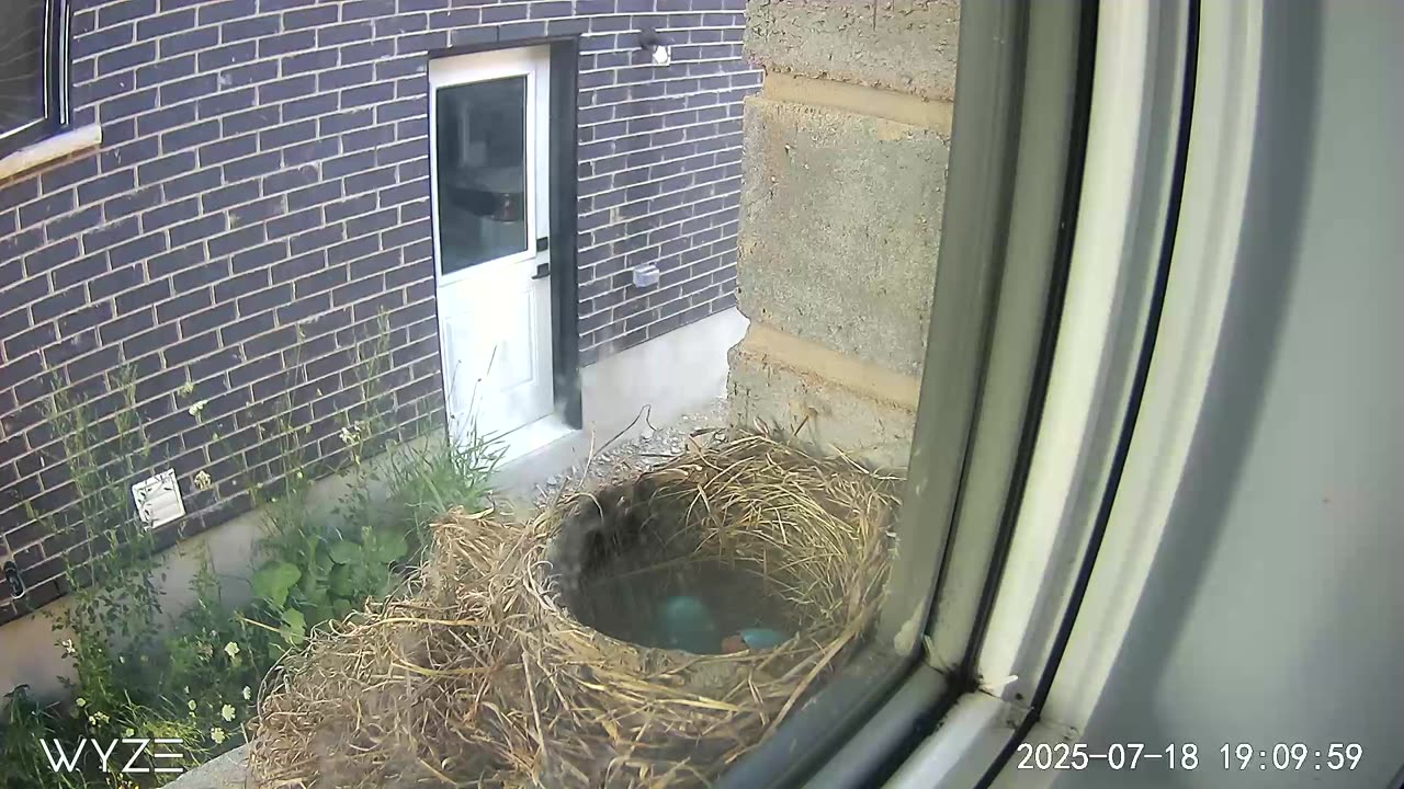 Robin hatching