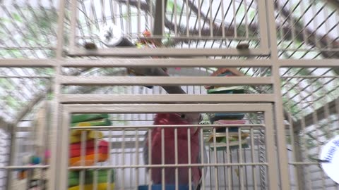 Andre is the one who's been squawking all this time!!!!