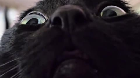 Kitty villain
