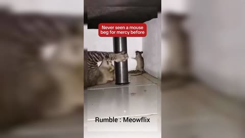 Cutest Animal Compilation 2025 🐾 | Funny & Adorable Moments!”