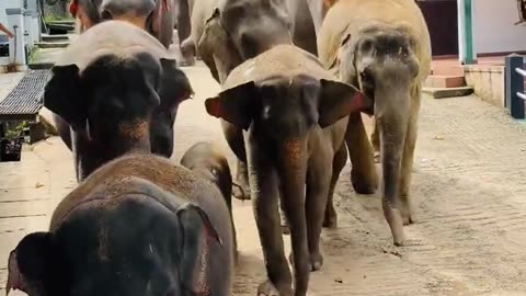elephant