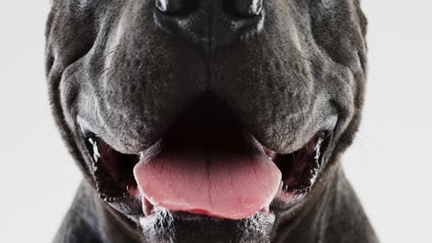 Curso Detentores De Cães Perigosos Ou Potencialmente Perigosos