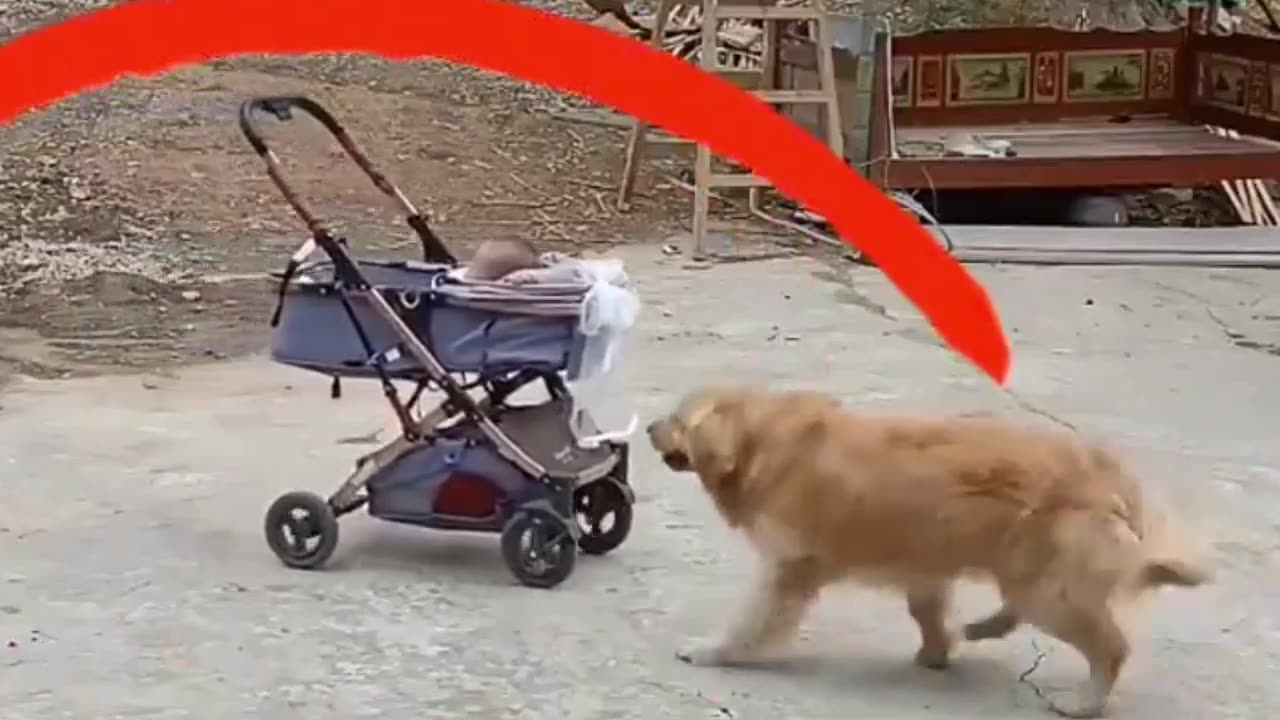 Perro héroe salva a un bebé en su cochecito