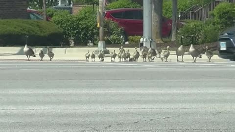 Giant Family of Geese Cross the Road