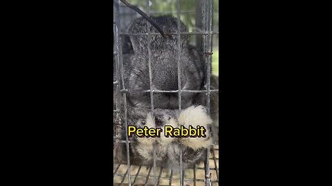 Meet Peter Rabbit, the sire to our many of our TAMUK rabbits.
