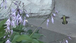 Hummingbird Drinking Nectar from Flowers