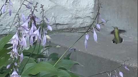 Hummingbird Drinking Nectar from Flowers