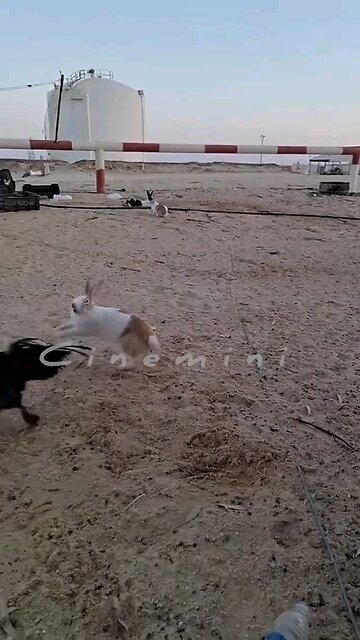 Funniest Animals New Funny Cats and Dogs Videos@😱 It's To LAUGH When Watching This Video