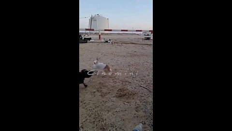 Funniest Animals New Funny Cats and Dogs Videos@😱 It's To LAUGH When Watching This Video