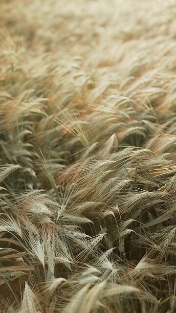 Wheat Plants in Field