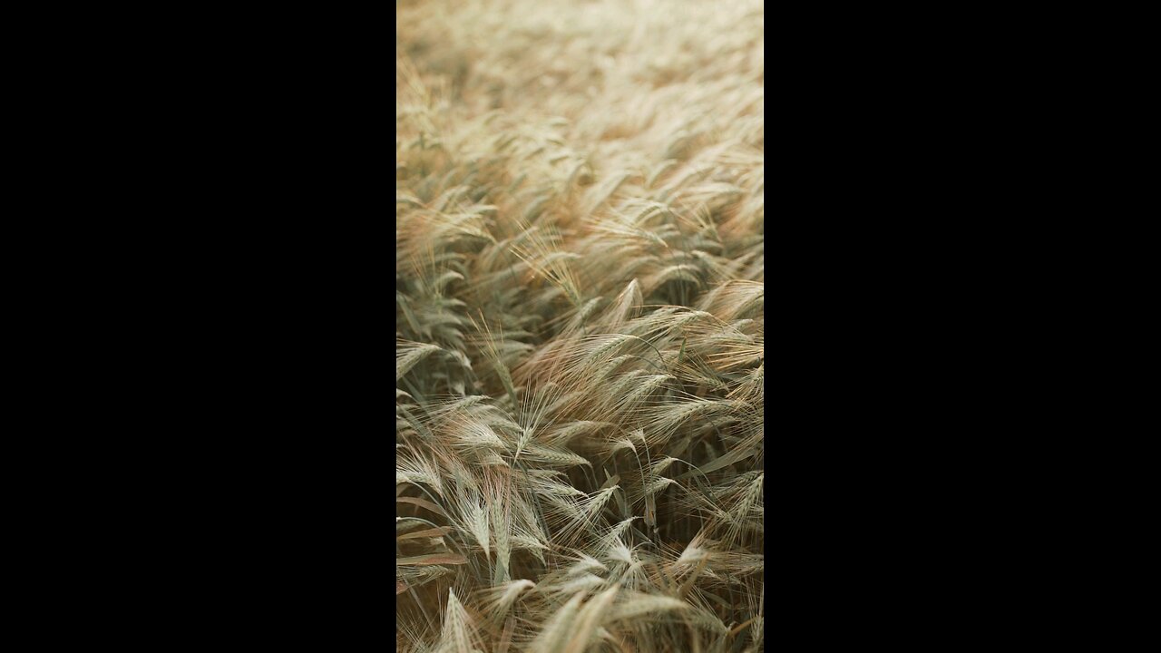 Wheat Plants in Field