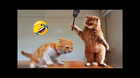 Funny Dogs And Cats Videos 2024 😅- Best Funnies Animal Video Part27