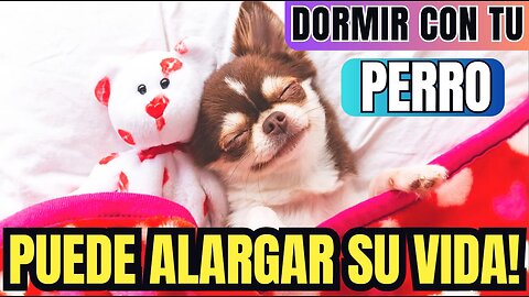 DORMIR CON TU PERRO puede alargar su vida!