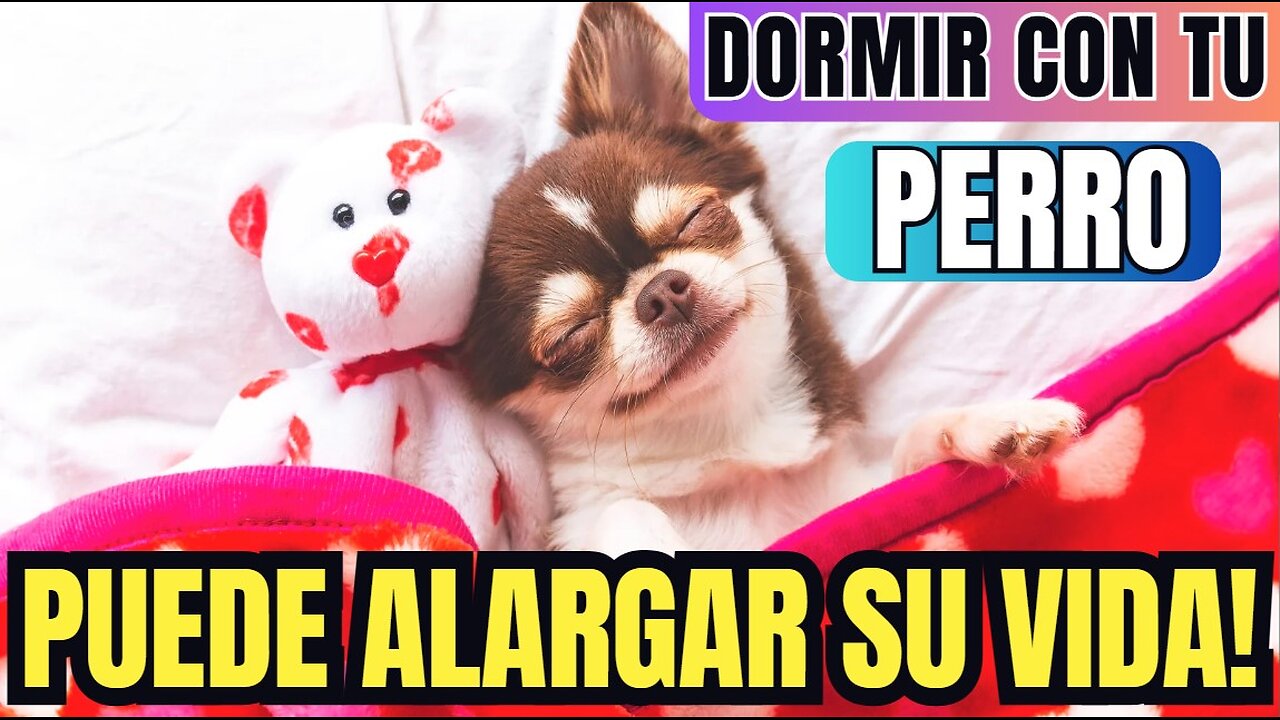 DORMIR CON TU PERRO puede alargar su vida!