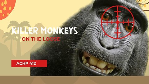 Episode 412 Killer Monkeys At Large