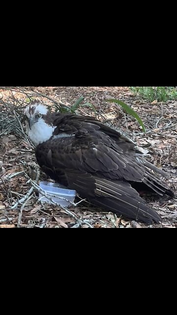 Osprey Rescued!