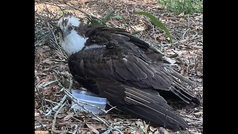 Osprey Rescued!