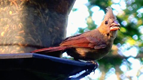 Baby Cardinal