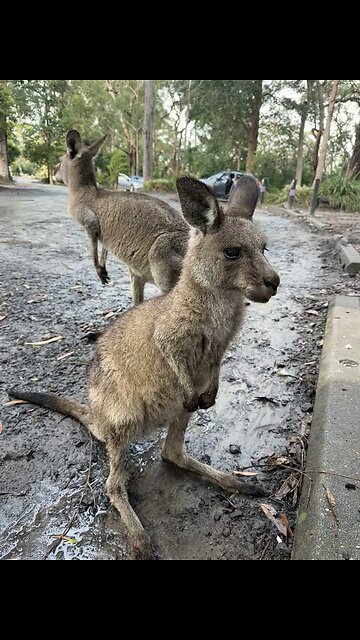 Kangaroos eating