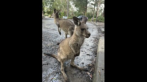 Kangaroos eating