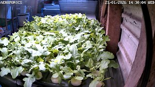 Aeroponics Timelapse Ending 23-01-2026