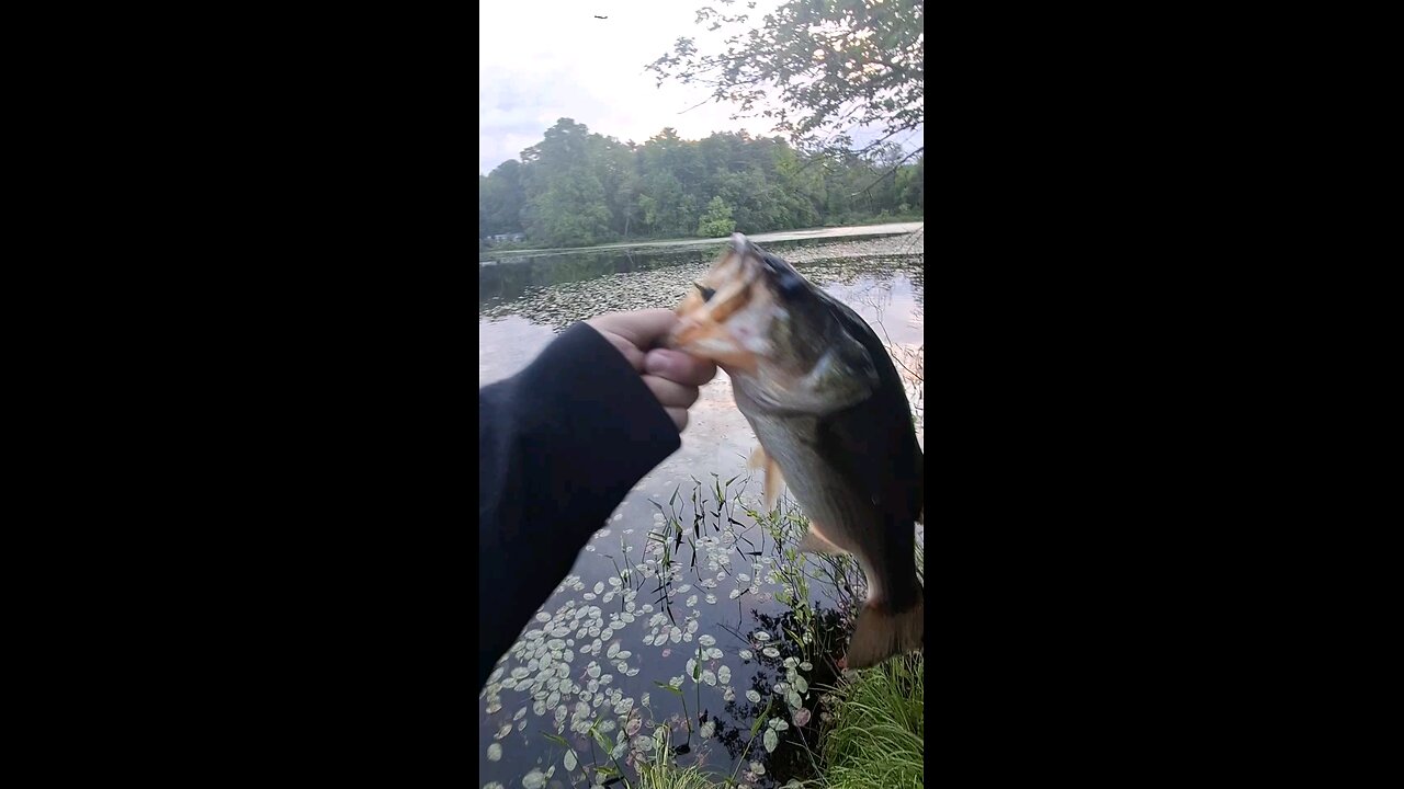 Big Bass Caught with the Topwater Rat