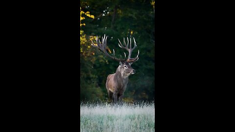 animals And Natural shots video