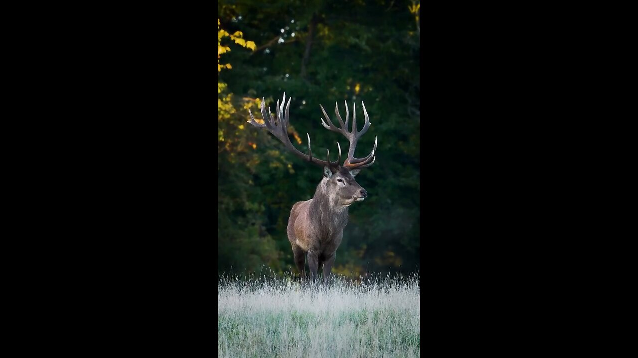 animals And Natural shots video