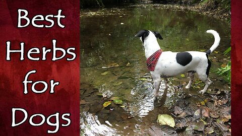 15 Best Herbs for Dogs
