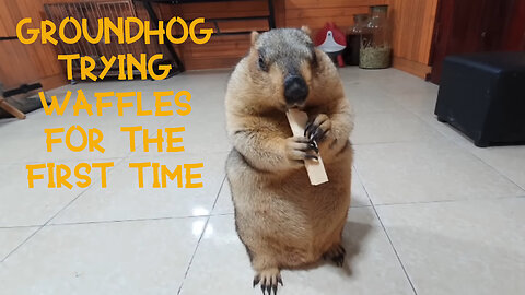 Himalayan Marmot eats waffles for the first time and seems to like it ❗❗❗
