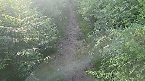 Deep in the Green - Exploring The Bushy Side of Richmond Park