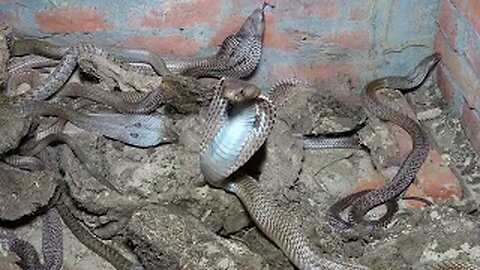 Shocking Discovery: Venomous & Female Snakes Found Inside Cow Dung Cake!"