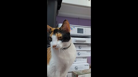 meowy cat